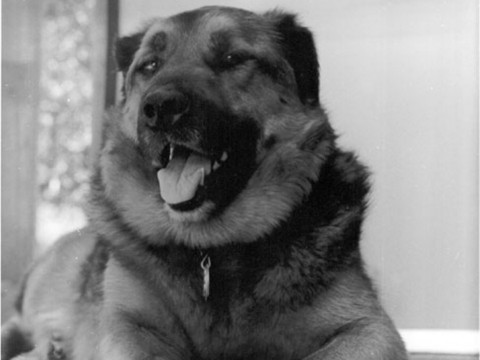 kala